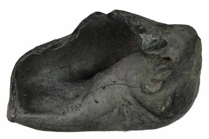 Fossil Whale Ear Bone - Miocene #144910